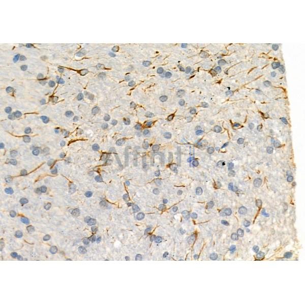 MYSM1 Antibody - DF7188 at 1/100 staining Rat brain tissue by IHC-P.