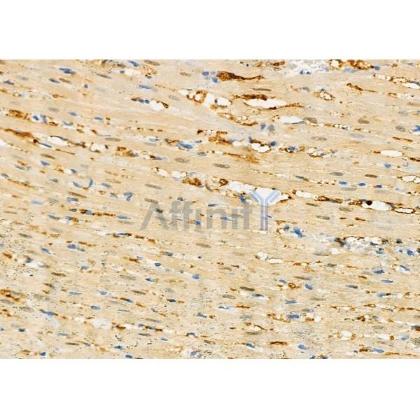 PIWIL4 Antibody - DF7207 at 1/100 staining Rat heart tissue by IHC-P.