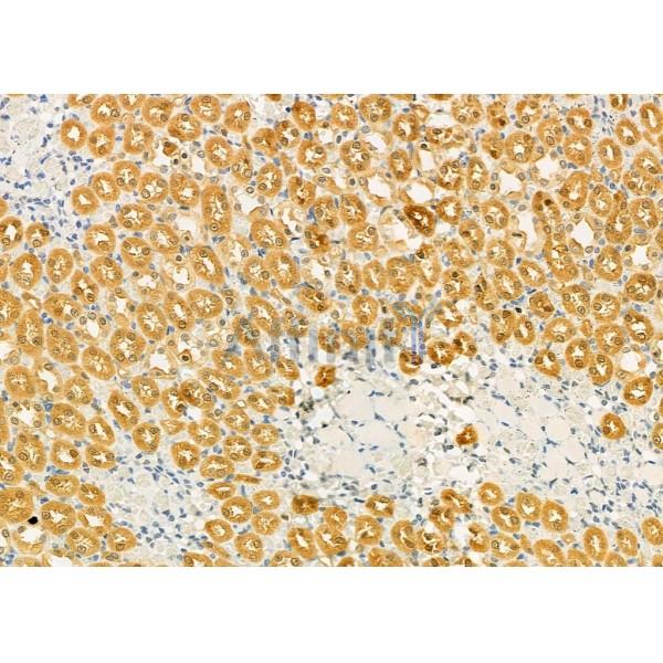 PIWIL4 Antibody - DF7207 at 1/100 staining Rat kidney tissue by IHC-P.