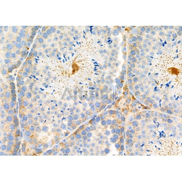 Wnt7a Antibody - DF7338 at 1/100 staining Mouse testis tissue by IHC-P.