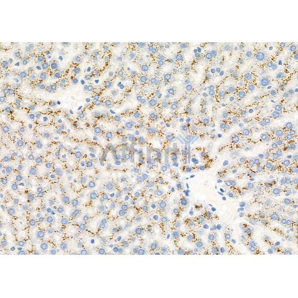 Wnt7a Antibody - DF7338 at 1/100 staining Rat liver tissue by IHC-P.