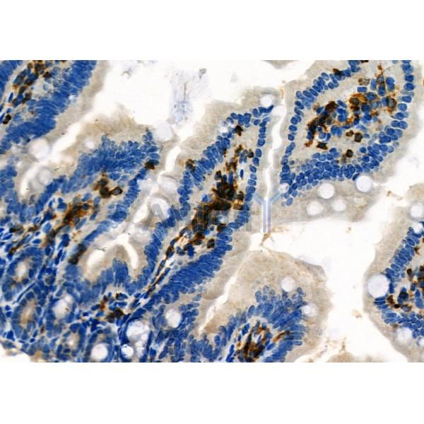 NQO2 Antibody - DF7342 at 1/100 staining Mouse colorectal tissue by IHC-P.