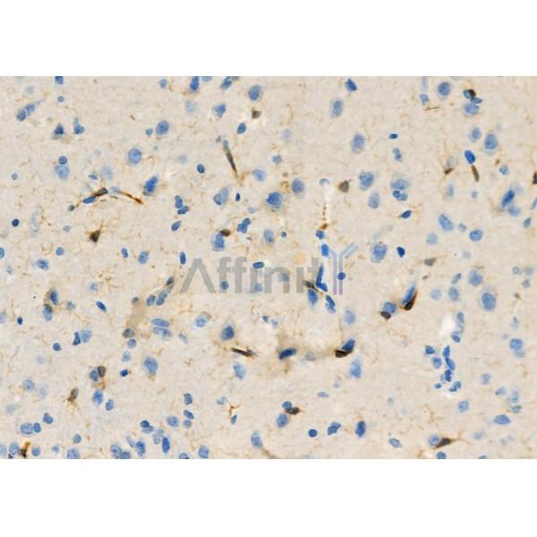 NQO2 Antibody - DF7342 at 1/100 staining Mouse testis tissue by IHC-P.