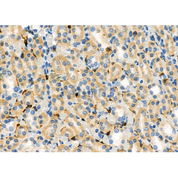 NQO2 Antibody - DF7342 at 1/100 staining Rat kidney tissue by IHC-P.
