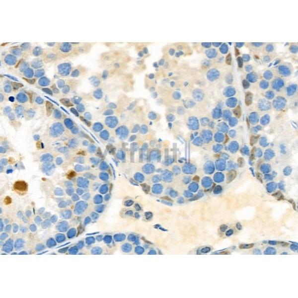 SIGMAR1 Antibody - DF7363 at 1/100 staining Mouse testis tissue by IHC-P.