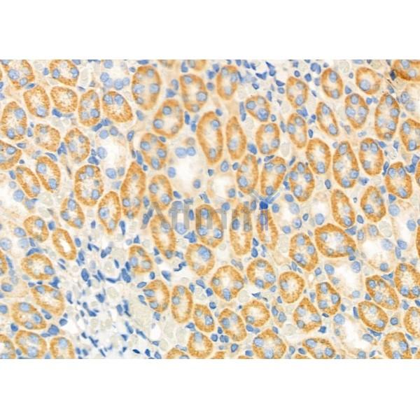 ATIC Antibody - DF7399 at 1/100 staining Rat kidney tissue by IHC-P.