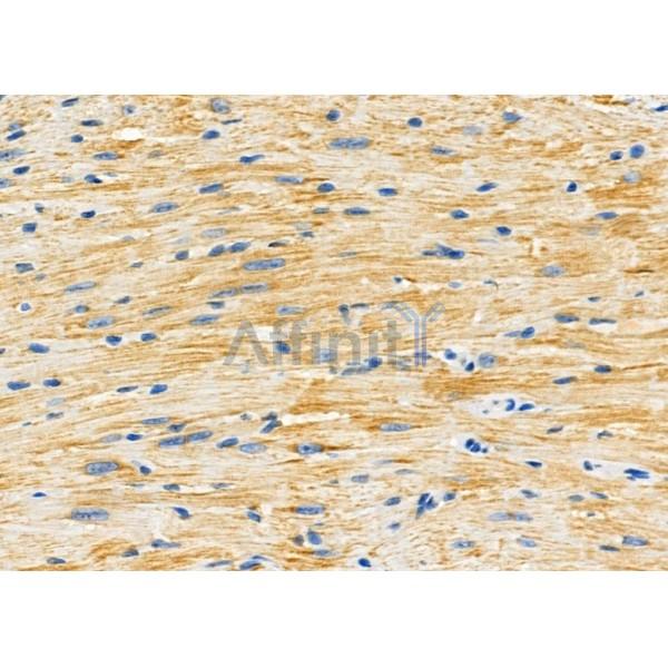 GRIA4 Antibody - DF7951 at 1/100 staining Mouse heart tissue by IHC-P.