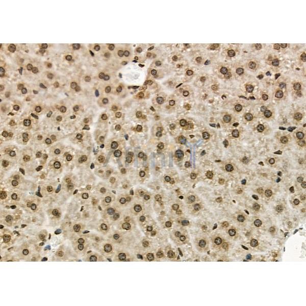TF2A2 Antibody - DF8804 at 1/100 staining Mouse liver tissue by IHC-P.