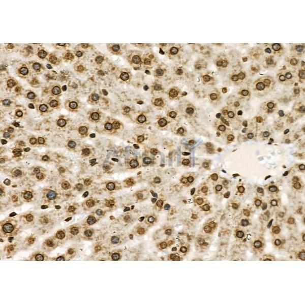 TF2A2 Antibody - DF8804 at 1/100 staining Rat heart tissue by IHC-P.