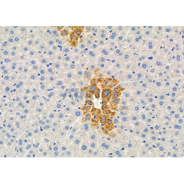 TNFAIP8L1 Antibody - DF8851 at 1/100 staining Mouse liver tissue by IHC-P.