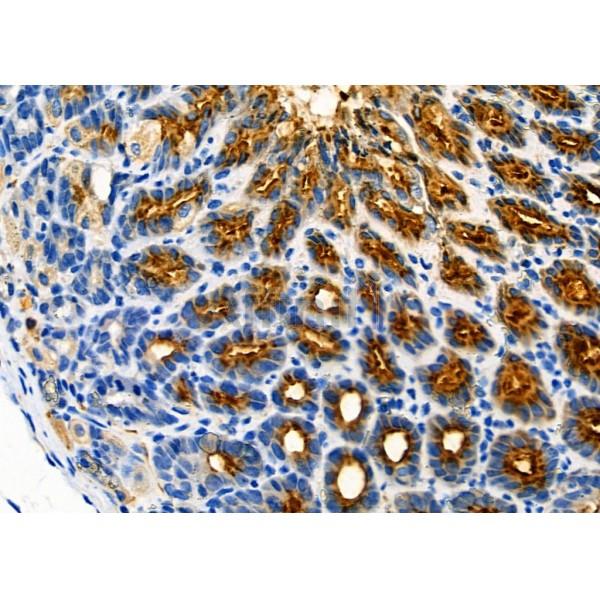 APR2 Antibody - DF8918 at 1/100 staining Mouse stomach tissue by IHC-P.