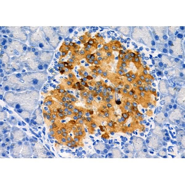 Cytochrome P450 27C1 Antibody - DF8922 at 1/100 staining Rat pancreatic tissue by IHC-P.