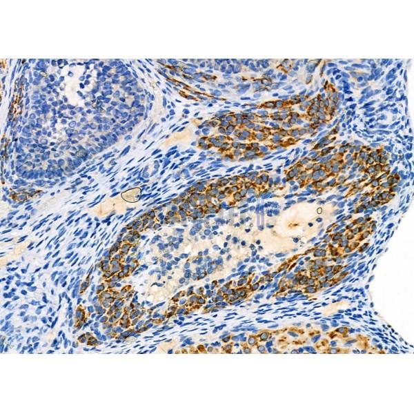 Cytochrome P450 27C1 Antibody - DF8922 at 1/100 staining Rat ovarian tissue by IHC-P.