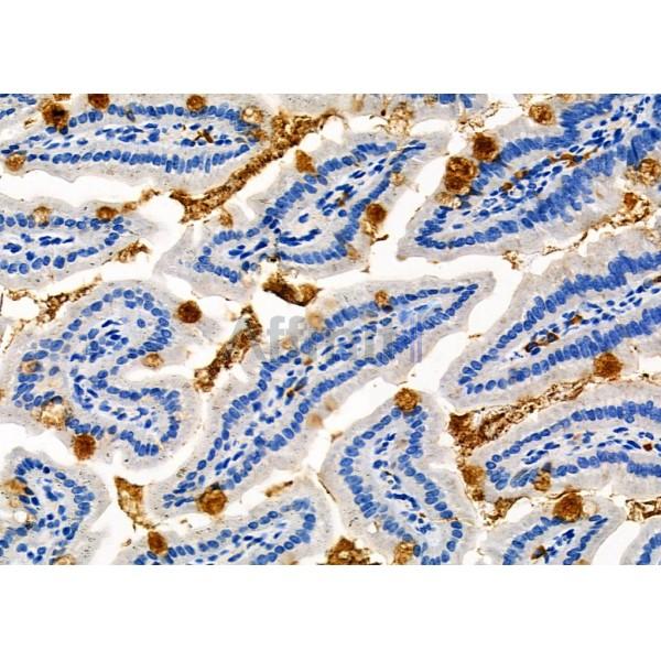 CRLF1 Antibody - DF8930 at 1/100 staining Mouse colorectal tissue by IHC-P.