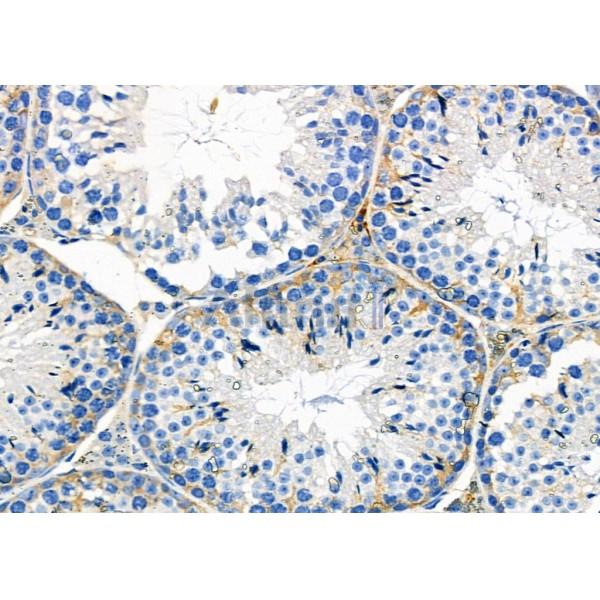 CRLF1 Antibody - DF8930 at 1/100 staining Mouse testis tissue by IHC-P.