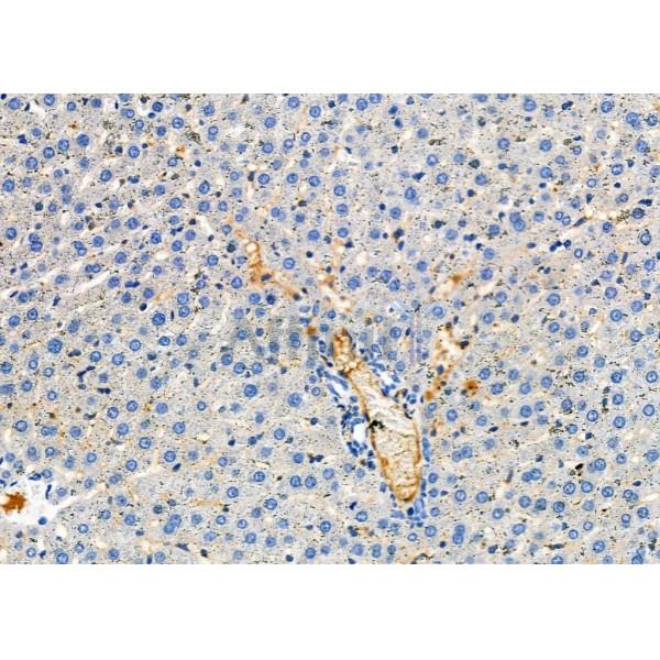 CRLF1 Antibody - DF8930 at 1/100 staining Rat liver tissue by IHC-P.