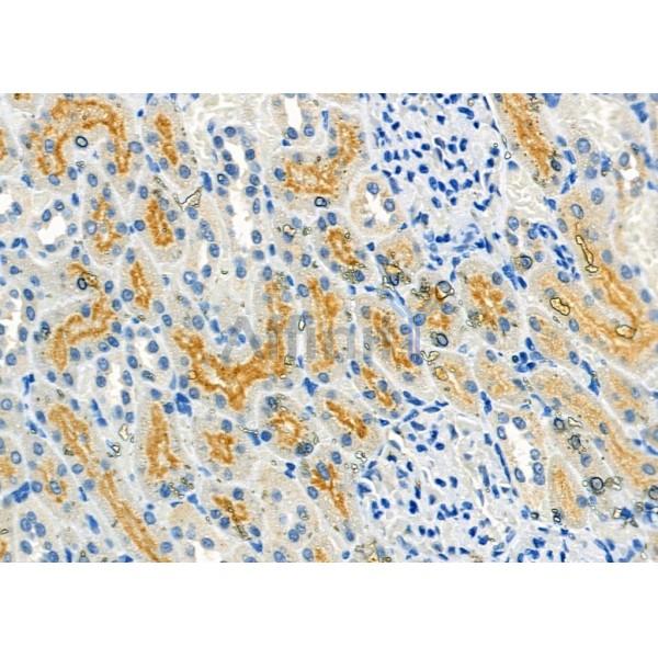 FGF16 Antibody - DF8945 at 1/100 staining Rat kidney tissue by IHC-P.