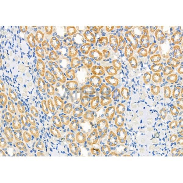 FGF20 Antibody - DF8946 at 1/100 staining Rat kidney tissue by IHC-P.