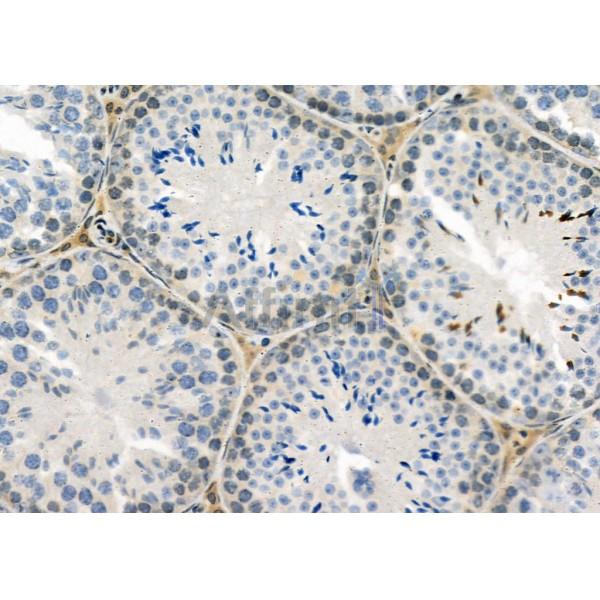 IFI27 Antibody - DF8989 at 1/100 staining Mouse testis tissue by IHC-P.