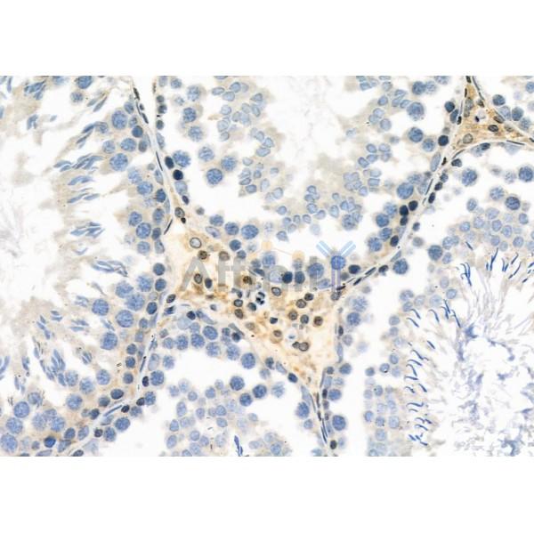 IFI27 Antibody - DF8989 at 1/100 staining Rat testis tissue by IHC-P.