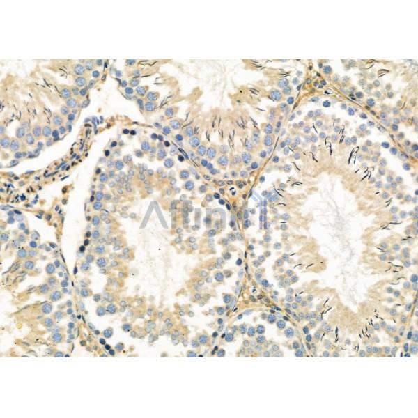 MAGC3 Antibody - DF9018 at 1/100 staining Rat testis tissue by IHC-P.