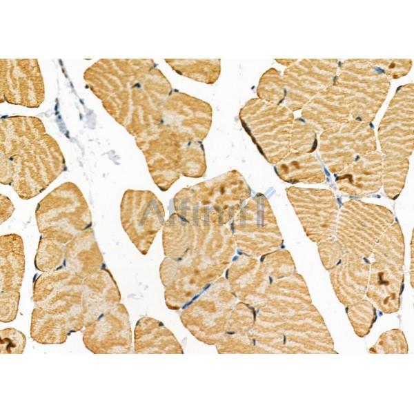 STRN4 Antibody - DF9065 at 1/100 staining Mouse muscle tissue by IHC-P.