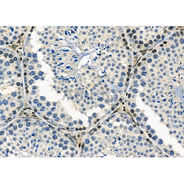 MYCNOS Antibody - DF9068 at 1/100 staining Mouse testis tissue by IHC-P.