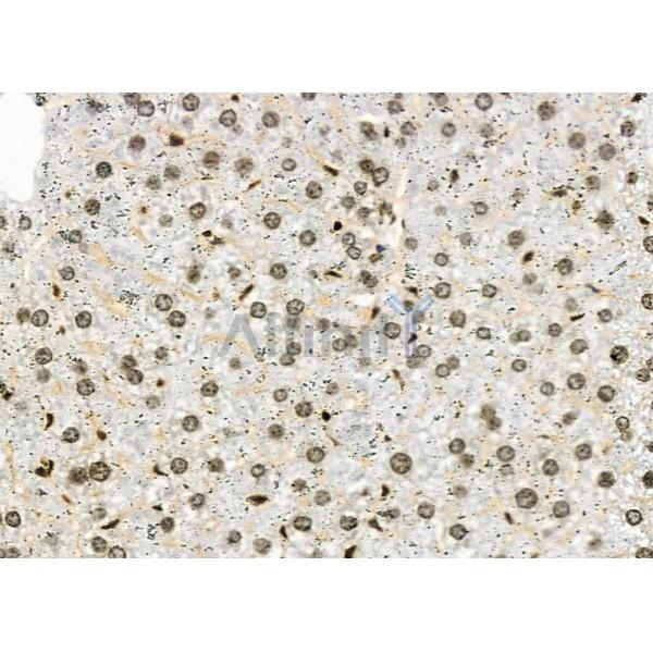 NKAP Antibody - DF9069 at 1/100 staining Mouse liver tissue by IHC-P.