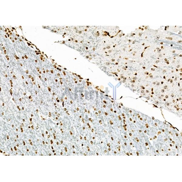 NKAP Antibody - DF9069 at 1/100 staining Mouse brain tissue by IHC-P.