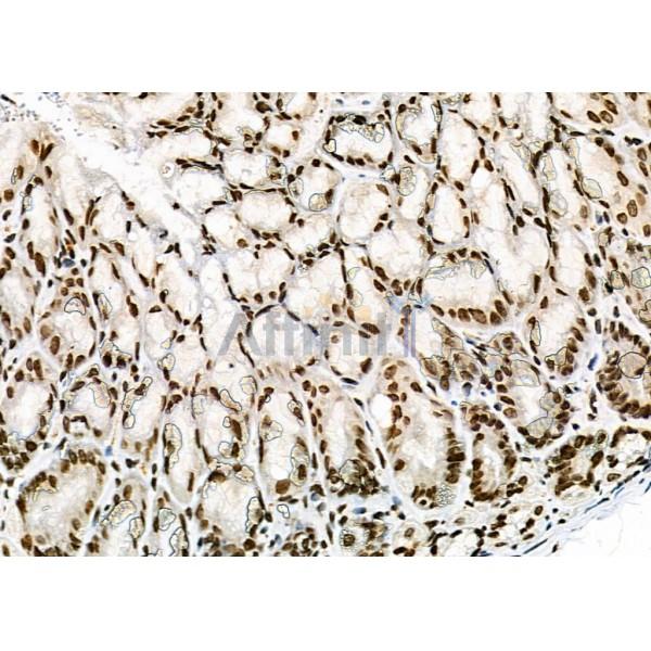 NKAP Antibody - DF9069 at 1/100 staining Mouse stomach tissue by IHC-P.