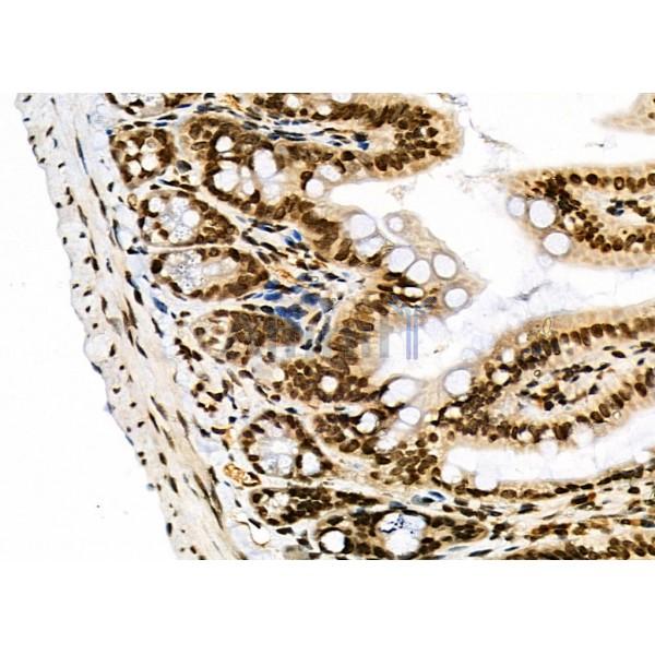 NKAP Antibody - DF9069 at 1/100 staining Mouse colorectal tissue by IHC-P.