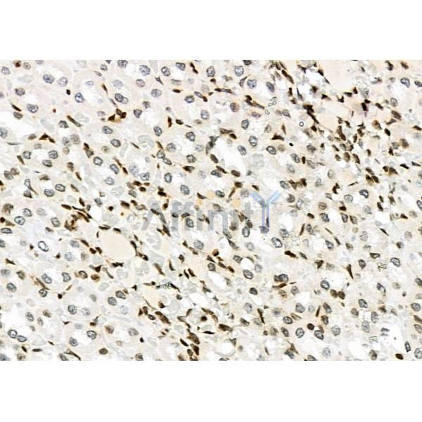 NKAP Antibody - DF9069 at 1/100 staining Rat kidney tissue by IHC-P.