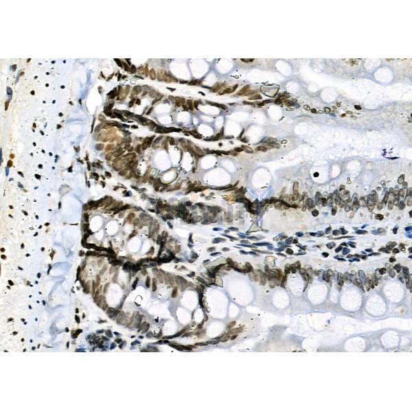 NKAP Antibody - DF9069 at 1/100 staining Rat colorectal tissue by IHC-P.
