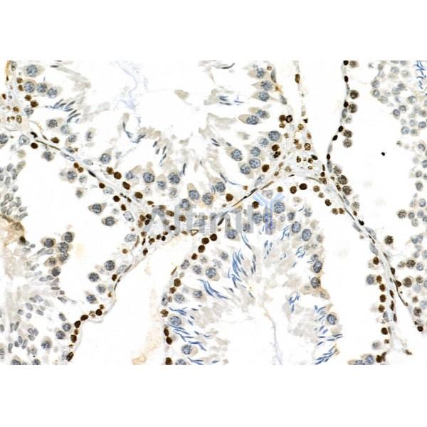 NKAP Antibody - DF9069 at 1/100 staining Rat testis tissue by IHC-P.