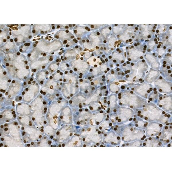 NKAP Antibody - DF9069 at 1/100 staining Rat pancreatic tissue by IHC-P.