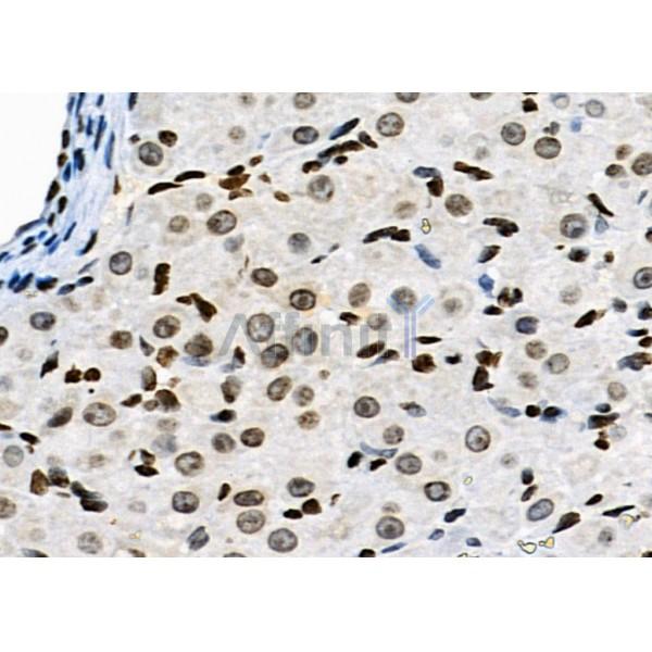 NKAP Antibody - DF9069 at 1/100 staining Rat ovarian tissue by IHC-P.