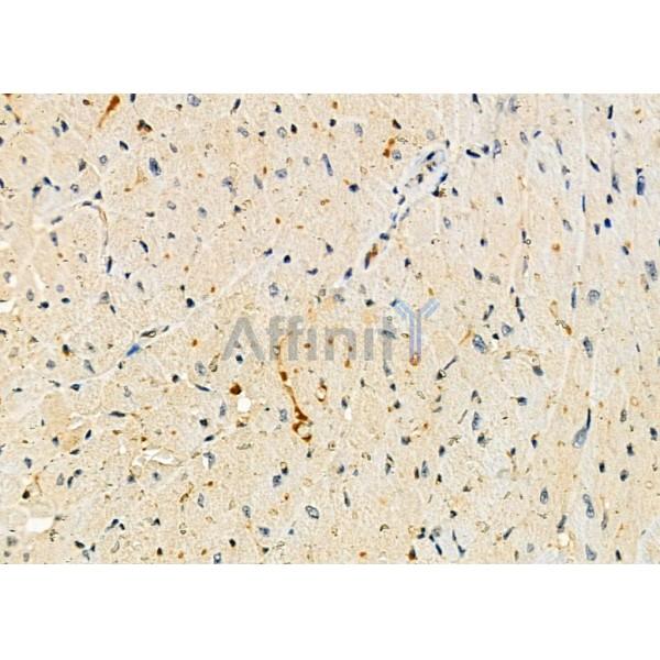 MRPL43 Antibody - DF9110 at 1/100 staining Mouse pancreatic tissue by IHC-P.