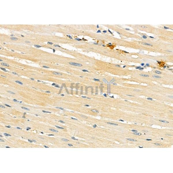 MRPL43 Antibody - DF9110 at 1/100 staining Rat heart tissue by IHC-P.