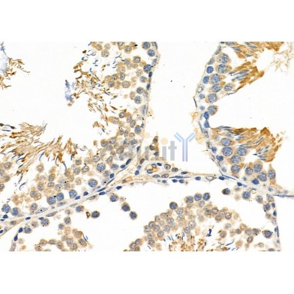 MRPL43 Antibody - DF9110 at 1/100 staining Rat testis tissue by IHC-P.