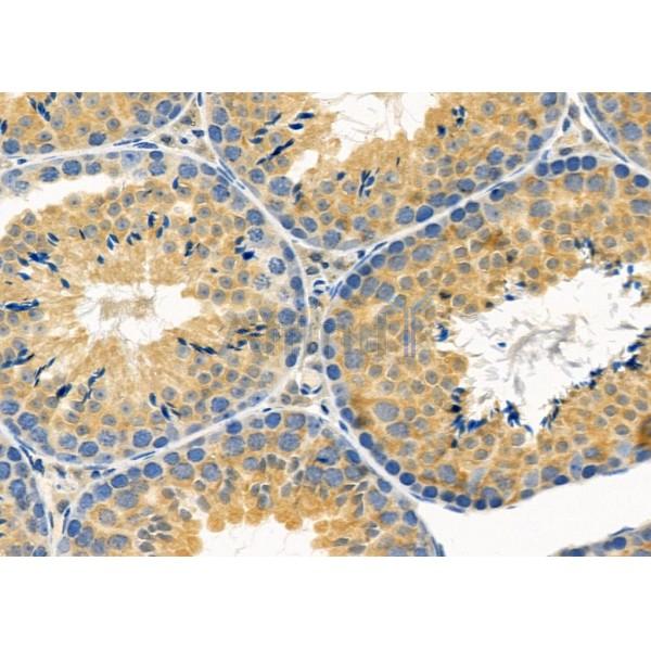 MRPL53 Antibody - DF9113 at 1/100 staining Mouse testis tissue by IHC-P.