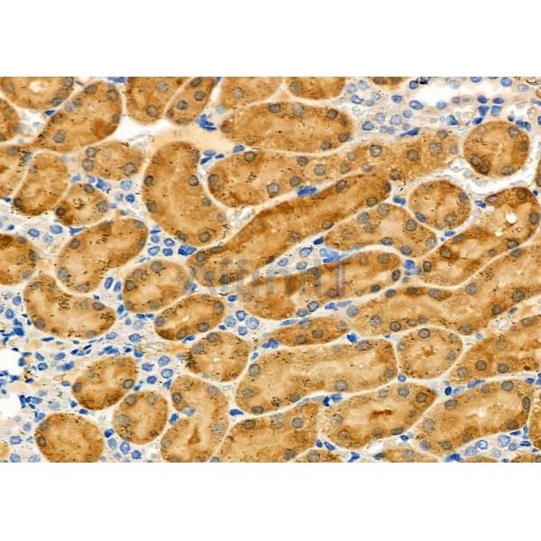 MRPL55 Antibody - DF9114 at 1/100 staining Rat kidney tissue by IHC-P.