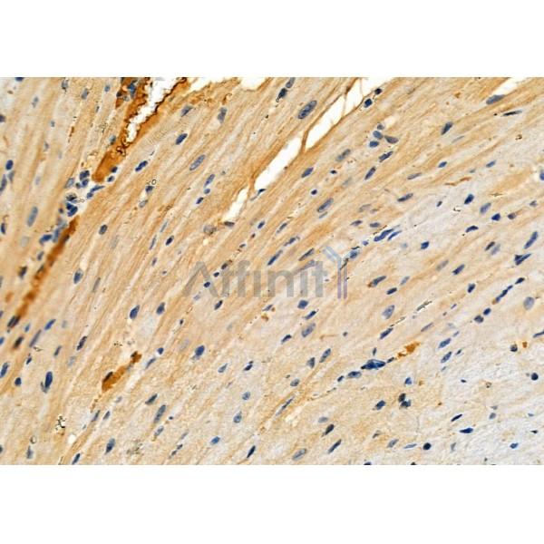 RPS26L1 Antibody - DF9121 at 1/100 staining Mouse heart tissue by IHC-P.