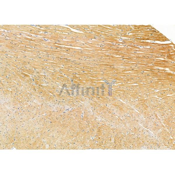 ARPP19 Antibody - DF9325 at 1/100 staining Rat heart tissue by IHC-P.