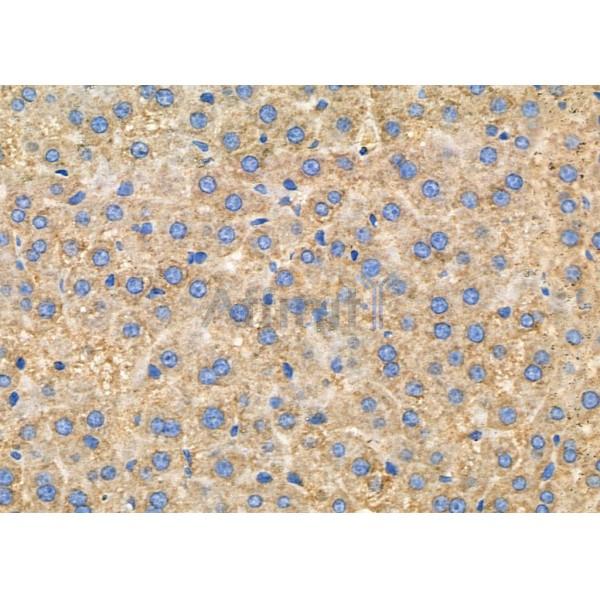 CNTNAP4 Antibody - DF9417 at 1/100 staining Mouse liver tissue by IHC-P.