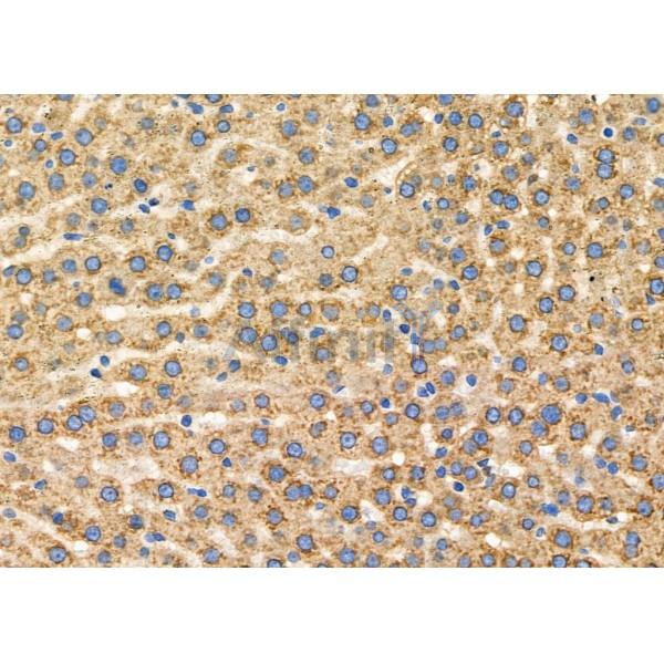 CNTNAP4 Antibody - DF9417 at 1/100 staining Rat liver tissue by IHC-P.