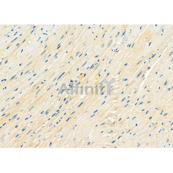 DYNLRB1 Antibody - DF9471 at 1/100 staining Mouse heart tissue by IHC-P.