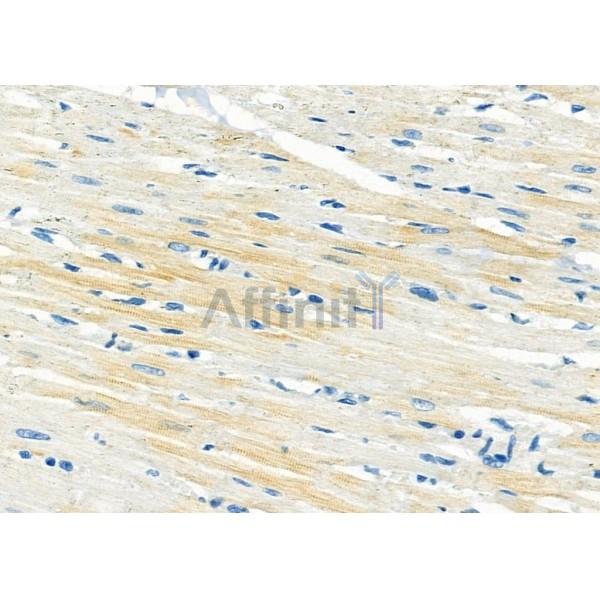 DYNLRB1 Antibody - DF9471 at 1/100 staining Rat heart tissue by IHC-P.