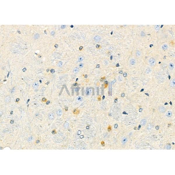 PJA1 Antibody - DF9487 at 1/100 staining Mouse brain tissue by IHC-P.