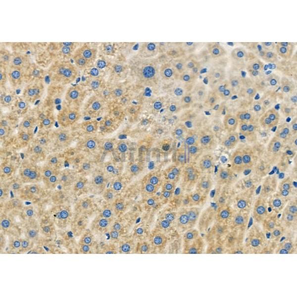 GTPBP1 Antibody - DF9549 at 1/100 staining Mouse liver tissue by IHC-P.