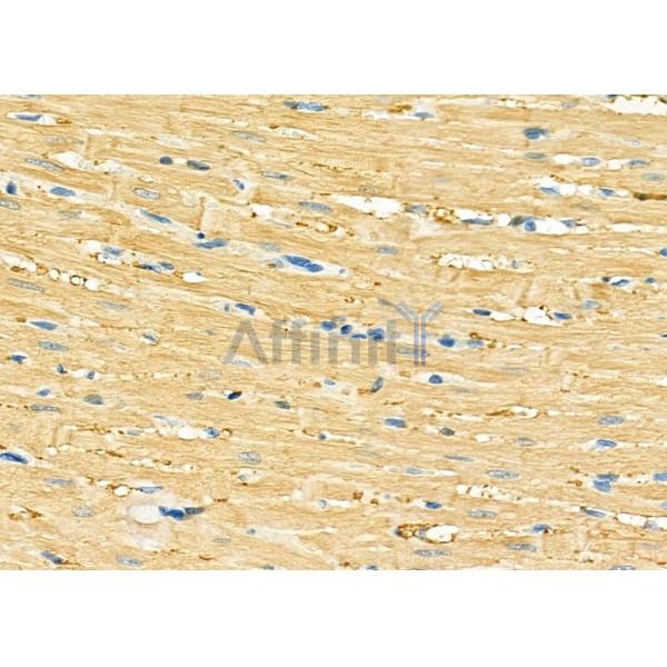 GUCA2B Antibody - DF9567 at 1/100 staining Rat heart tissue by IHC-P.